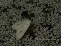 Grasmotten [Crambidae, Pyralidae]